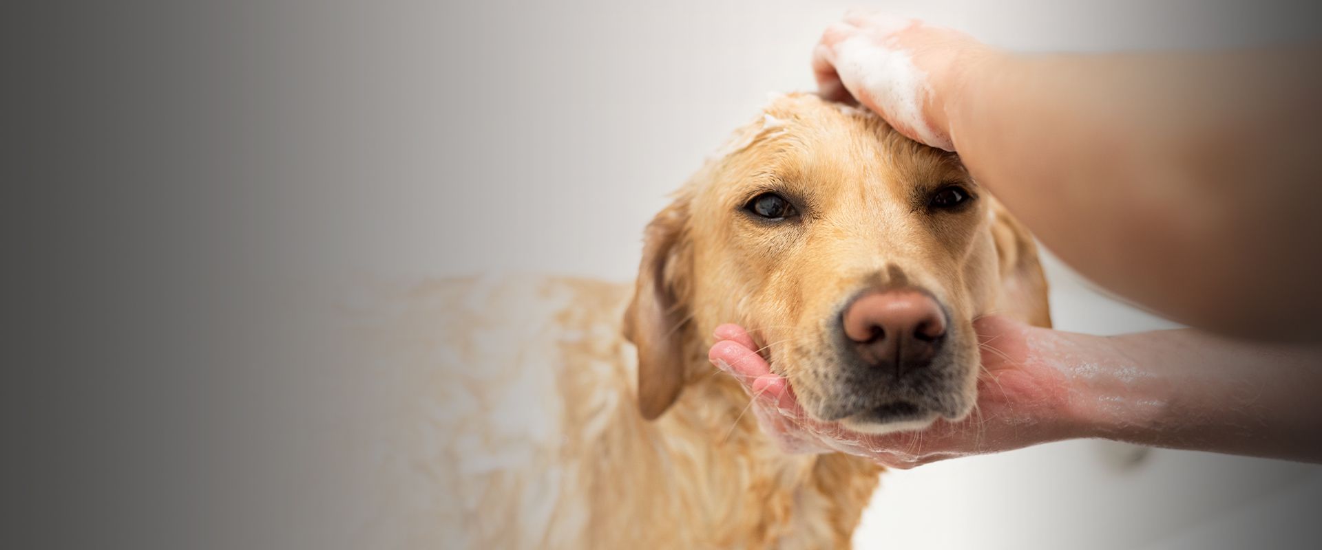 pet groomer bathing golden retriever dog